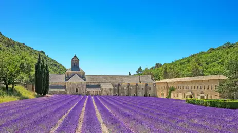 Abbey of Senanque and blooming rows lavender flowers in a large field 