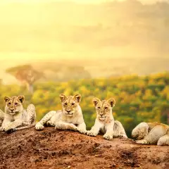 Lion cubs laying together waiting patiently for their mother