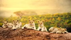 Lion cubs laying together waiting patiently for their mother